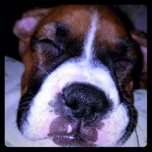 Pet Friendly Home! Smoke free!